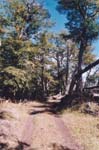 tierra del fuego - forest